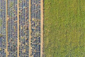 Aerial view of lavender field. Aerial landscape of agricultural fields, amazing birds eye view from drone, blooming lavender flowers in line, rows. Agriculture summer season banner photo