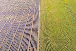 Aerial view of lavender field. Aerial landscape of agricultural fields, amazing birds eye view from drone, blooming lavender flowers in line, rows. Agriculture summer season banner photo