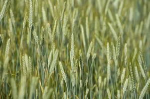 ear of wheat field detail photo
