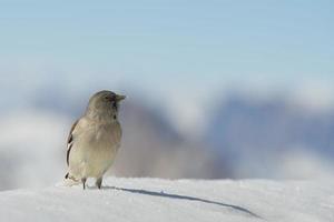 A sparrow on white snow winter time mountain background photo