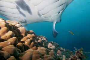 An isolated Manta in the blue background photo