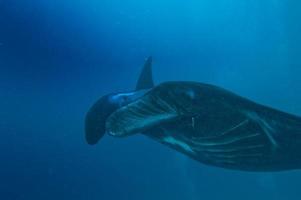 A very rare BLACK MANTA in the blue background photo