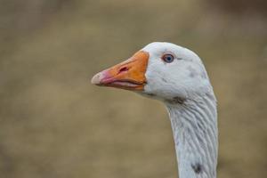 Goose close up portrait photo