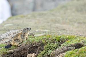 Isolated marmot portrait ground hog on mountain background photo