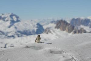 A sparrow in Dolomites snow winter time photo