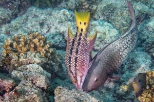 Colorful grouper in the blue background photo