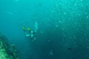 Inside a school of fish underwater photo