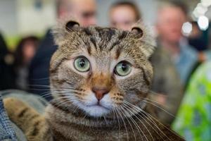 Scottish Fold cat close up portrait photo