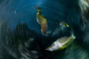 move twist effect inside sardine school of fish underwater photo