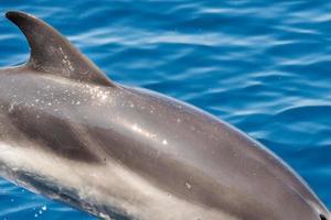 Dolphin while jumping in the deep blue sea photo