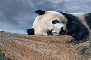 retrato de bebé recién nacido de panda gigante de cerca mientras duerme foto