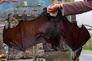 Flying fox close up portrait detail view photo