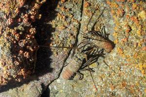 lobsters while fighting underwater photo