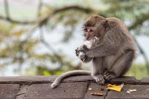Indonesia macaque monkey ape close up portrait photo