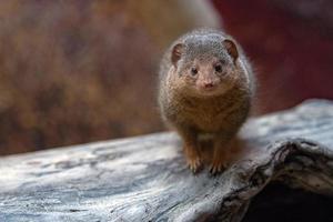 Dwarf mongoose from africa portrait photo