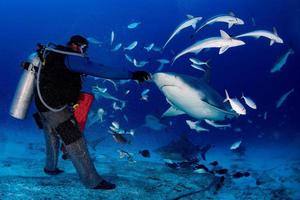 bull shark while ready to attack while feeding photo