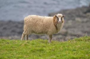 Female white ram sheep photo