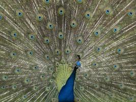 detalle de plumas de pavo real de cerca foto