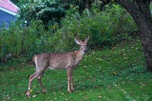 white tail deer portrait near the houses in new york state county countryside photo