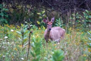 white tail deer portrait near the houses in new york state county countryside photo