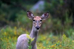 white tail deers near the houses in new york state county countryside photo