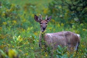 retrato de venado cola blanca cerca de las casas en el campo del condado del estado de nueva york foto