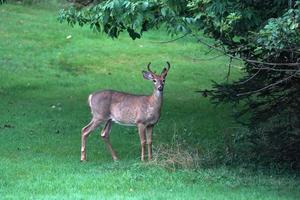 white tail deers near the houses in new york state county countryside photo