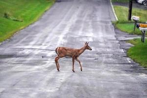 white tail deer on the road near the houses in new york state county countryside photo