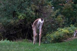 white tail deer portrait under the rain near the houses in new york state county countryside photo