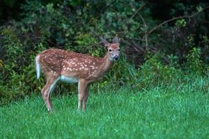 newborn baby white tail deer under the rain near the houses in new york state county countryside photo