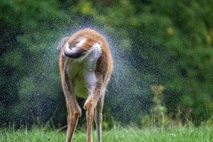 stretching raindrops white tail deers under the rain near the houses in new york state county countryside photo