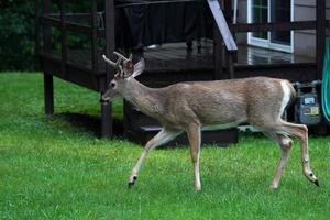 white tail deers near the houses in new york state county countryside photo