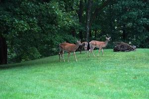 white tail deers near the houses in new york state county countryside photo
