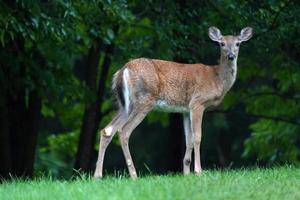 white tail deers near the houses in new york state county countryside photo