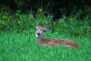 newborn baby white tail deer under the rain near the houses in new york state county countryside photo