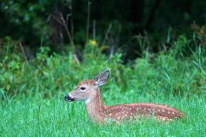 newborn baby white tail deer under the rain near the houses in new york state county countryside photo