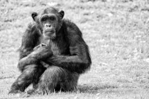 mono chimpancé mono foto