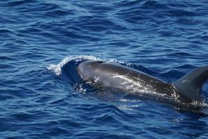 Risso dolphin close up portrait on sea surface photo