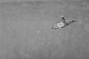 Dolphins while swimming underwater photo