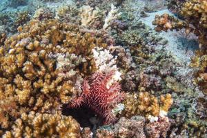 crown of thorns sea star eating a coral photo