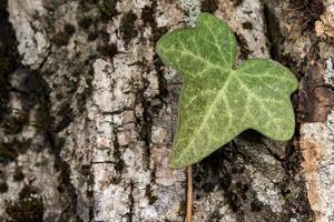 hoja de hiedra en un árbol foto