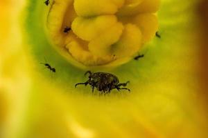 ants attacking beatle inside zucchini flower photo