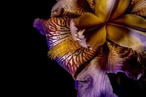 flor de iris sobre fondo negro foto