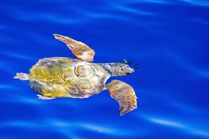 baby newborn caretta turtle near sea surface for breathing photo