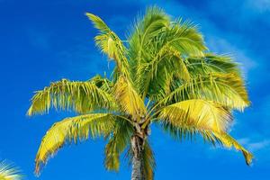 coconut palm tree detail close up on blue sky background photo