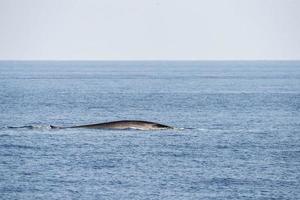 Fin whale damaged in ship collision propeller sign on body photo