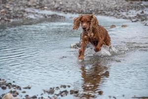 Puppy young dog English cocker spaniel while running in the water photo