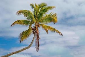 coconut tree on Polynesia beach Wonderful lagoon photo