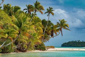 árbol de coco en la laguna maravillosa de la playa de polinesia foto