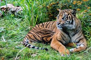 sumatra tiger portrait close up while looking at you photo